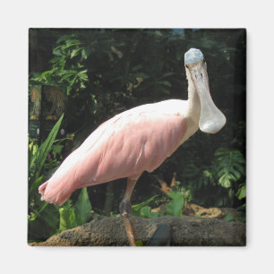 Íman Spoonbill