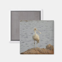 Spoonbill Bird