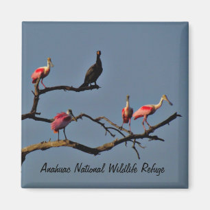 Íman Spoonbills e ímã do Cormorant
