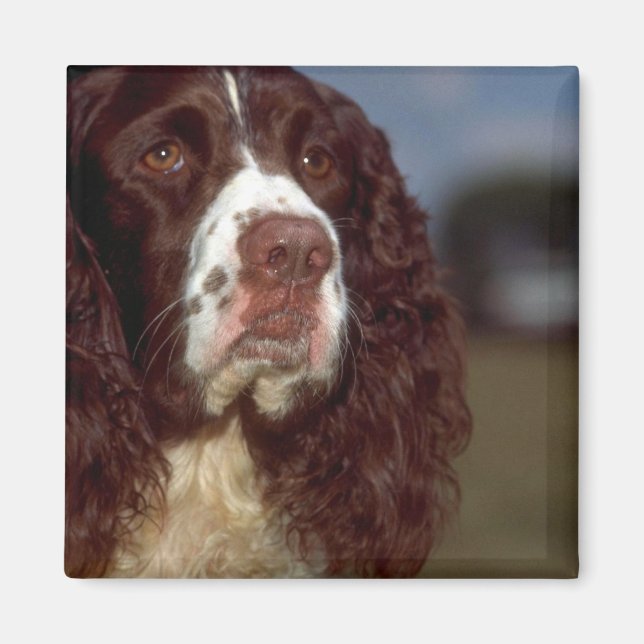 Íman Springer Spaniel (Frente)