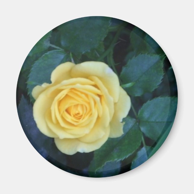 Íman springpics 017 (Frente)