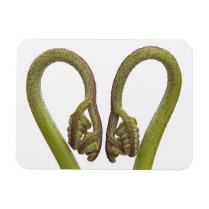 Íman Sprouts 2 da samambaia
