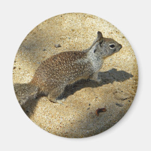 Íman Squirrell
