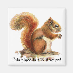 Íman Squirrels este lugar é um Nuthouse! Humor