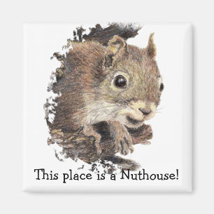 Íman Squirrels este lugar é um Nuthouse! Humor