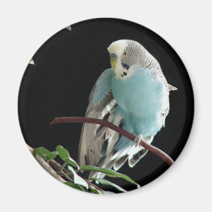 Íman Sr. Jill Budgie Redondo Ímã