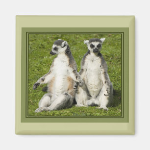 Íman Sr. & Sra. Lemur