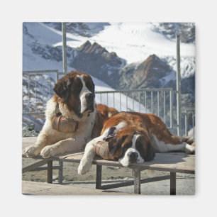 Íman St Bernard furado