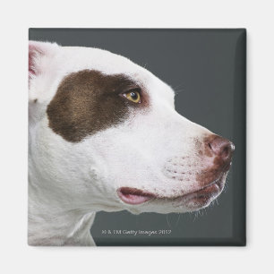Íman Staffordshire bull terrier, fim-acima