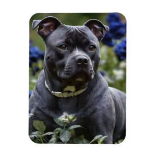 Íman Staffordshire Bull Terrier In Blue Rosa Garden