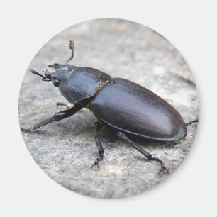 Íman Stag Beetle Magnet