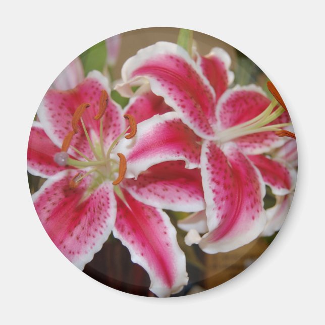 Íman Star Gazer Lily Round Magnet (Frente)