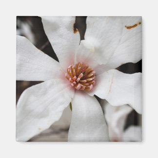 Íman Star Magnolia Closeup Magnet