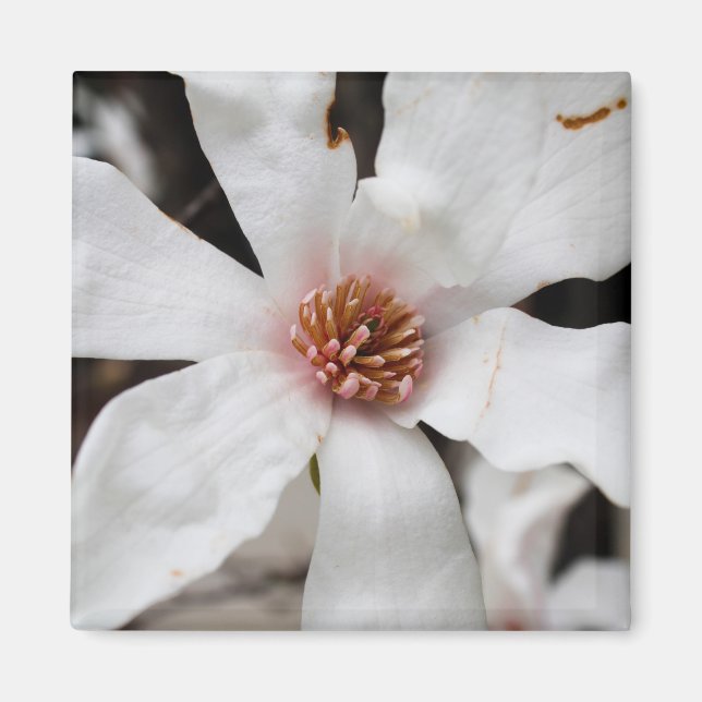 Íman Star Magnolia Closeup Magnet (Frente)
