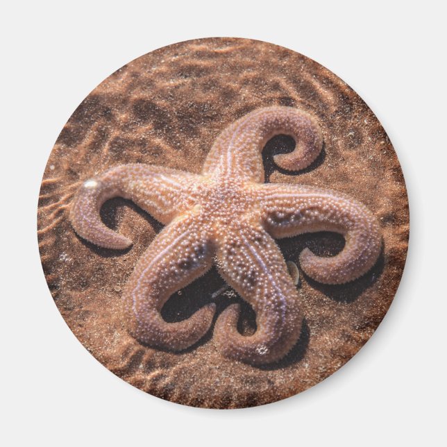 Íman Starfish com ímã de coxas (Frente)