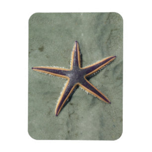 Íman Starfish Estrela do mar roxo na praia