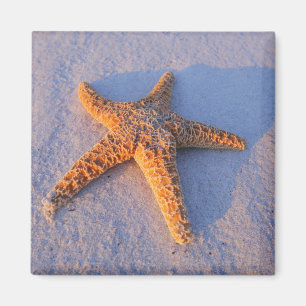 Íman Starfish Na Areia Branca