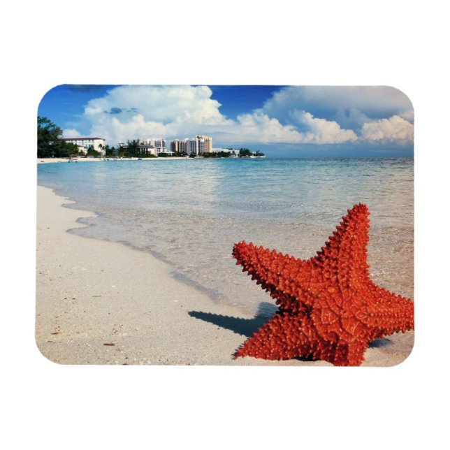 Íman Starfish, Nassau, Bahamas (Horizontal)