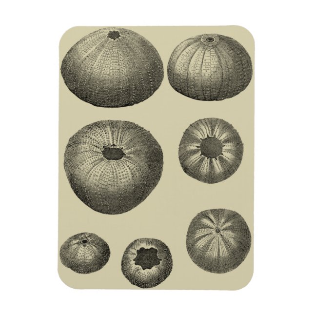 Íman Starfish preto e branco (Vertical)