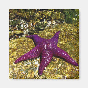 Íman Starfish Roxo
