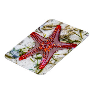 Íman Starfish, Zanzibar, Tanzânia
