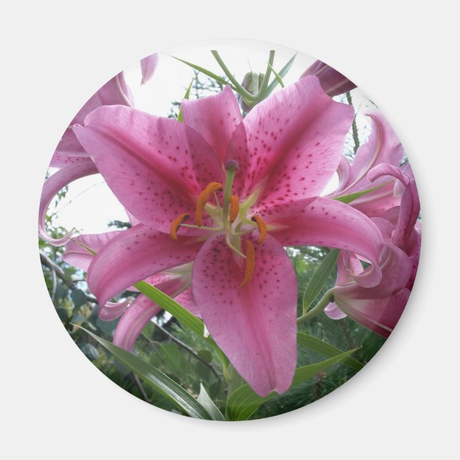 Íman Stargazer Lily (Frente)