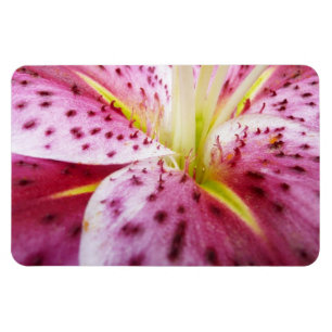 Íman Stargazer Lily Bright Magenta Floral