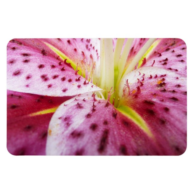 Íman Stargazer Lily Bright Magenta Floral (Horizontal)