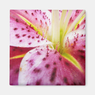 Íman Stargazer Lily Bright Magenta Floral