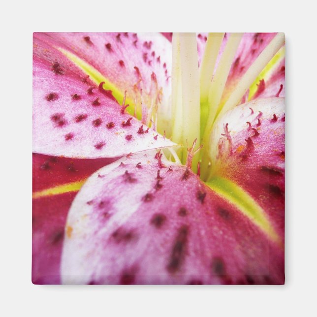 Íman Stargazer Lily Bright Magenta Floral (Frente)