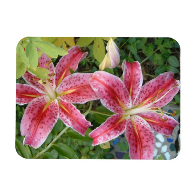 Íman Stargazer Lily Garden Floral (Horizontal)