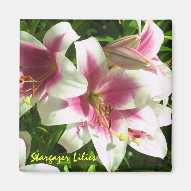 Íman Stargazer Lily Magnet (Frente)
