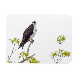 Íman Staring Osprey