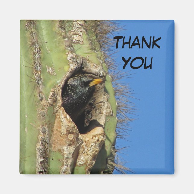 Íman Starling em Saguaro Cactus Foto do Pássaro Sudoest (Frente)