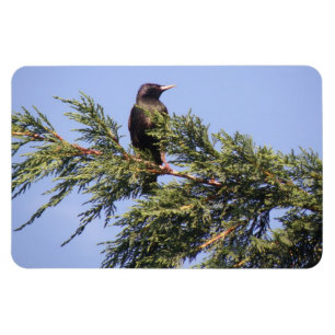 Íman Starling em um Magnet Premium da Árvore Spruce