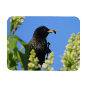 Íman Starling On Lilacs Magnet