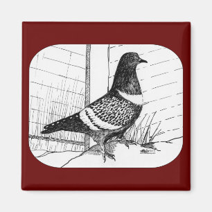 Íman Starling Pigeon 1973