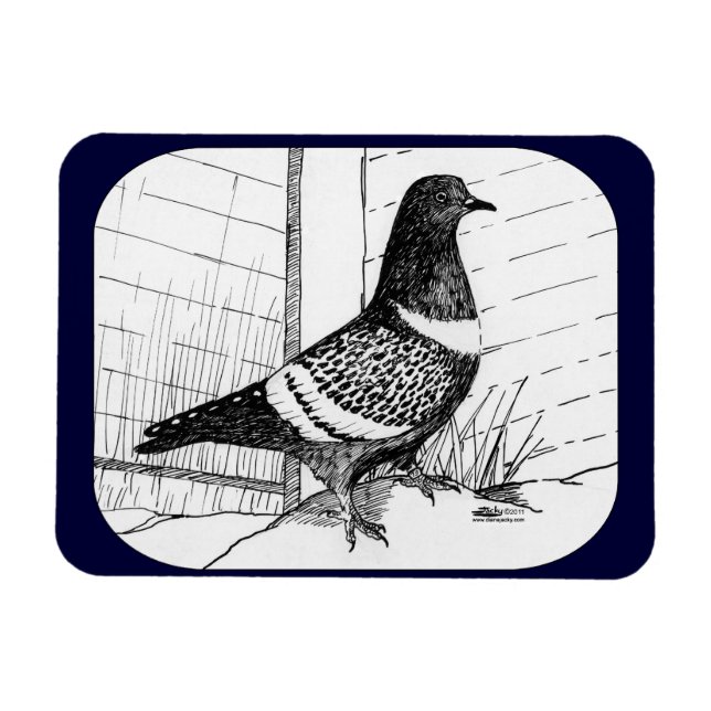 Íman Starling Pigeon 1973 (Horizontal)