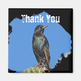 Íman Starling Saguaro Cactus Bonito Pássaro do Sudoeste