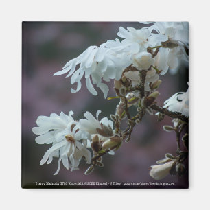 Íman Starry Magnolia 5780