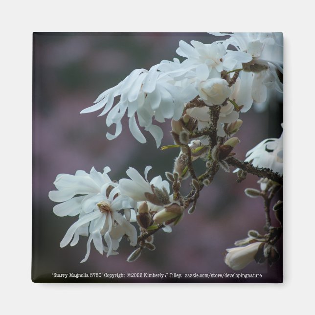 Íman Starry Magnolia 5780 (Frente)