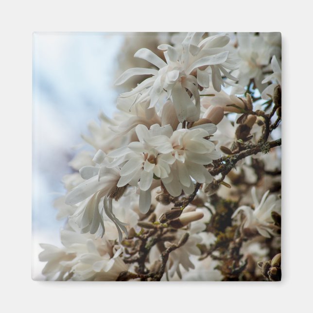 Íman Starry Magnolia 5781 (Frente)