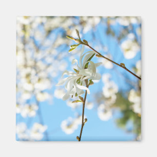 Íman Starry Magnolia 6490