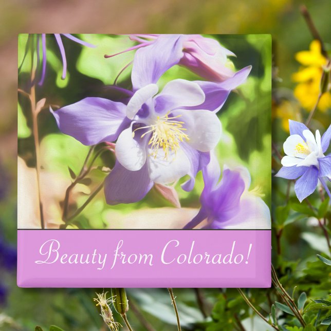 Íman State Flower Colorado Rocky Mountain Columbine (Criador carregado)