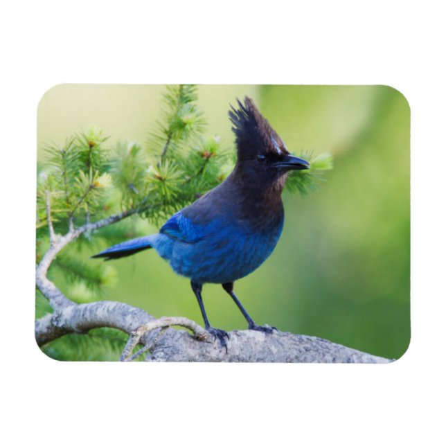 Íman Steller's Jay (Horizontal)