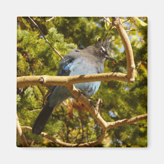 Íman Steller's Jay at Rocky Mountain National Park (Frente)