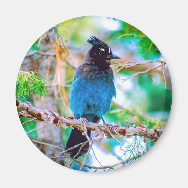 Íman Steller's Jay - Fotografia original (Frente)