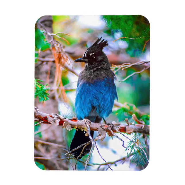 Íman Steller's Jay - Fotografia original (Vertical)