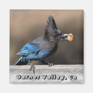 Íman Steller's Jay With Peanut Magnet Garner Valley, Ca