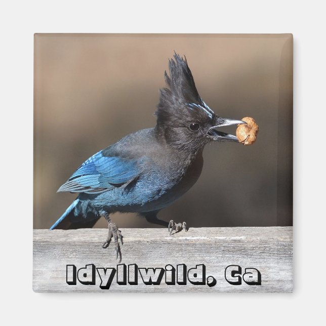 Íman Steller's Jay With Peanut Magnet Idyllwil, Ca (Frente)